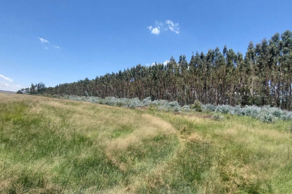 600ha Multi-Income Farm & Lifestyle Estate – Belfast / Dullstroom Area - Photo 5