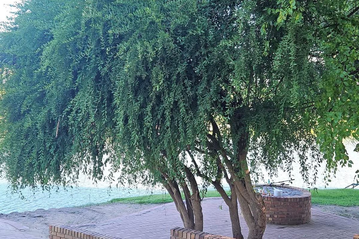 Double storey four bedroom thatch house on the banks of the Vaalriver - Photo 4