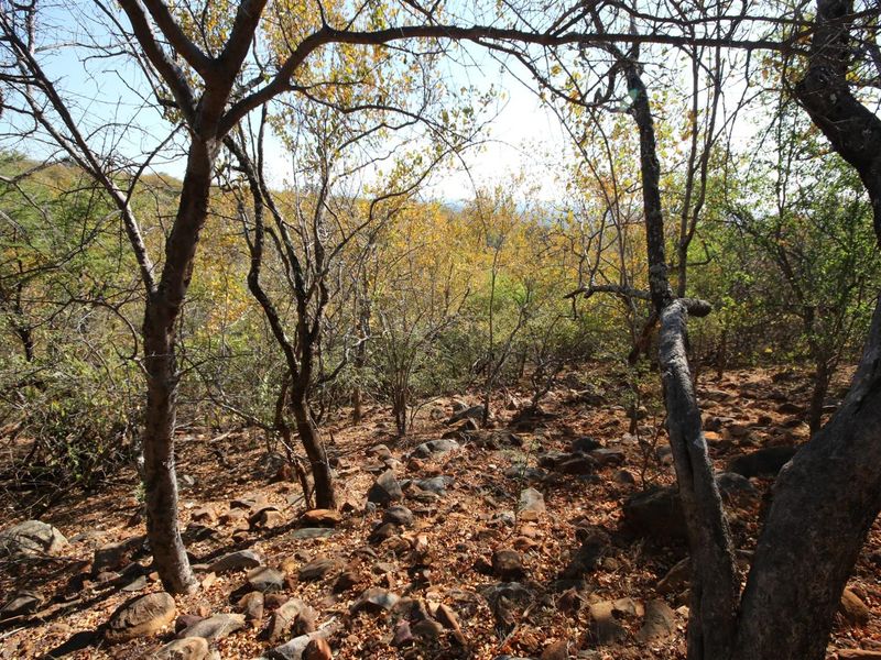 A natural, undeveloped plot of land featuring native trees and rocky terrain, offering a rustic and serene outdoor environment.