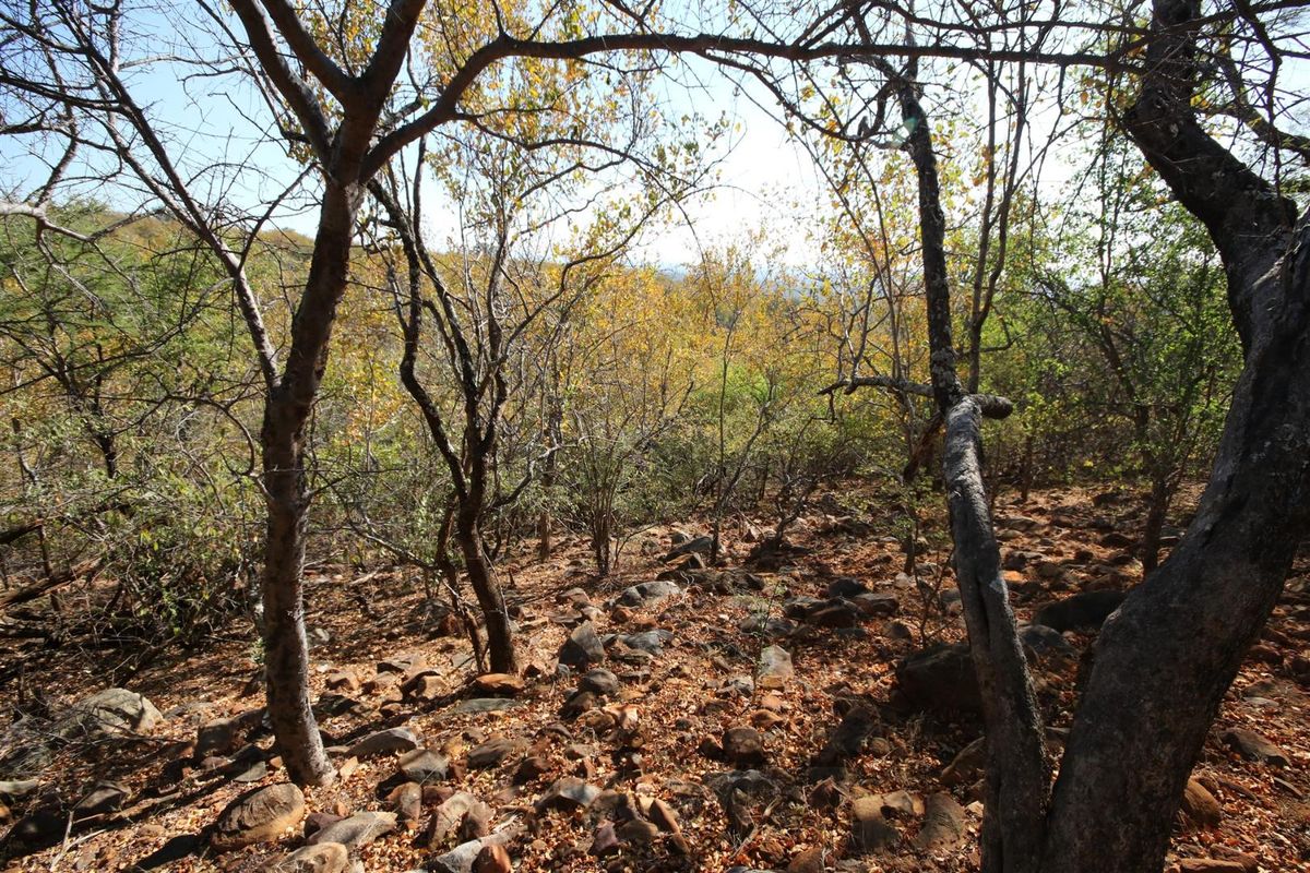 A natural, undeveloped plot of land featuring native trees and rocky terrain, offering a rustic and serene outdoor environment.