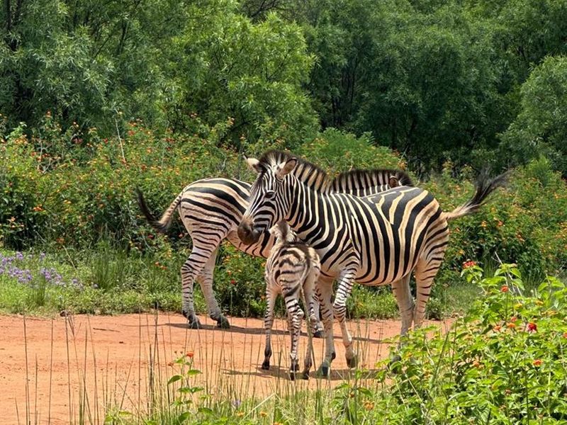 ROODEPARK ECO CITY - Photo 5
