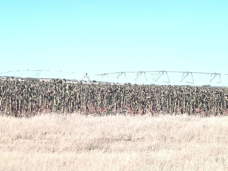IRRIGATION FARM. 20 BORHOLES. SEVEN IRRIGATION TOWERS. CATTLE FARM - Photo 8