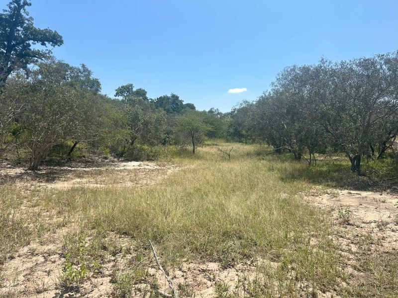 MODITLO NATURE RESERVE - Vacant land for sale! - Photo 10