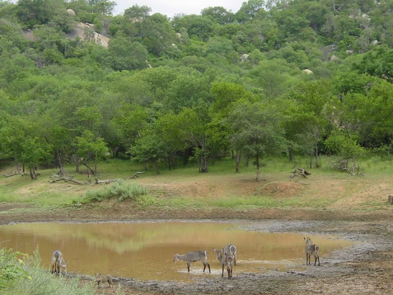 Top Game Breeding Farm for Sale - Photo 2