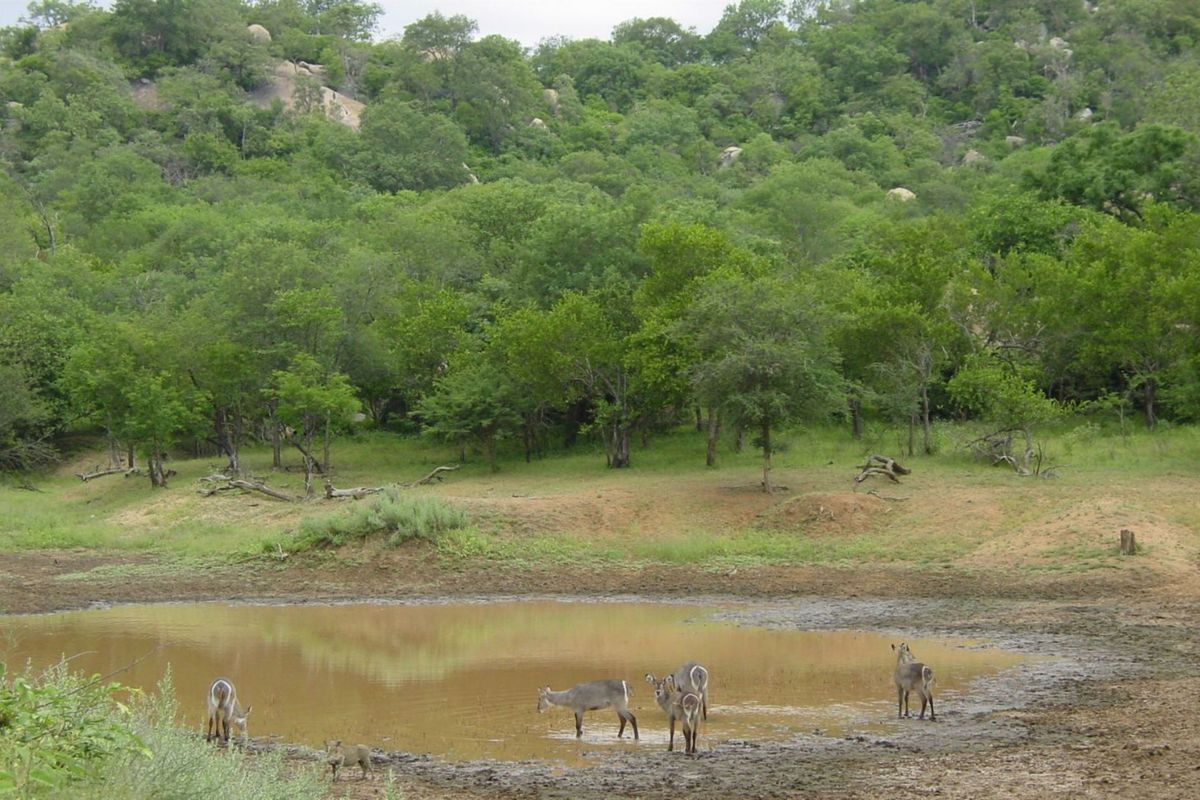 Top Game Breeding Farm for Sale - Photo 2