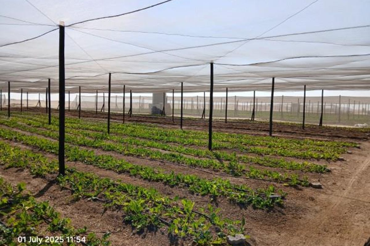A cultivated agricultural plot featuring a large-scale shade netting structure and an integrated irrigation system for crop production.