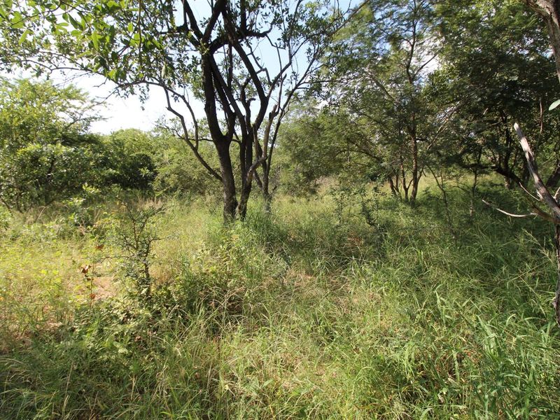 A view of the vacant residential land featuring established trees and natural vegetation cover.