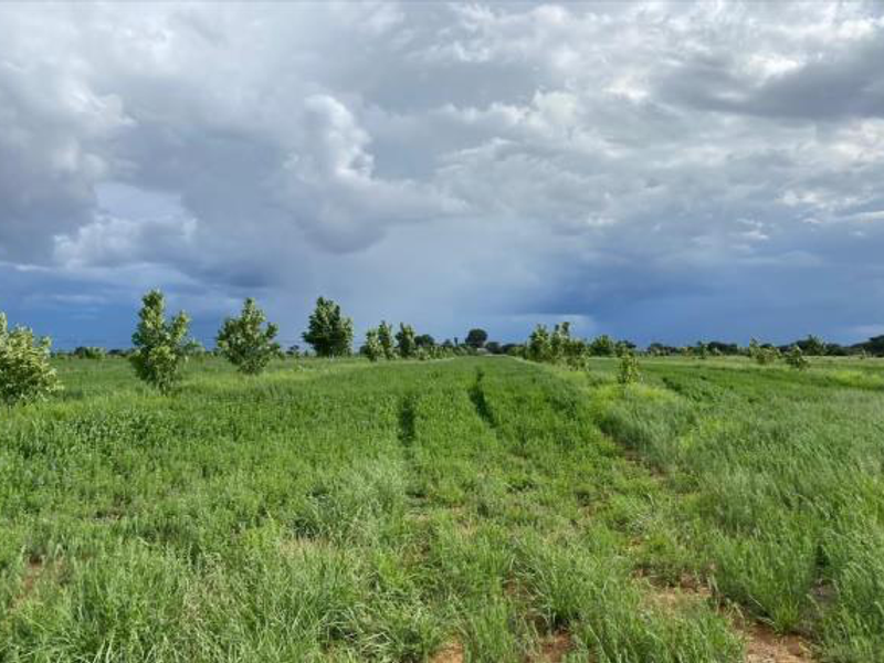 CATTLE FARM FOR SALE IN OTJOZONDJUPA REGION - Photo 2