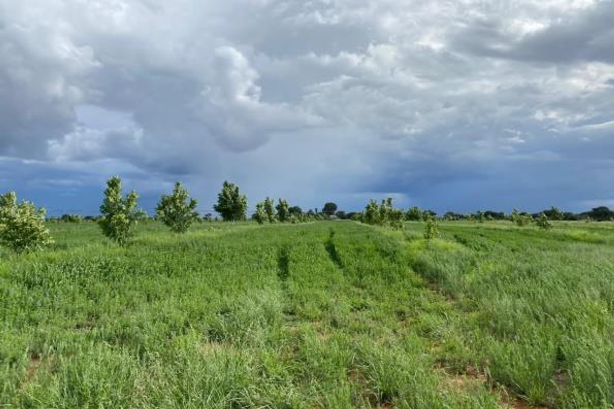 CATTLE FARM FOR SALE IN OTJOZONDJUPA REGION - Photo 2