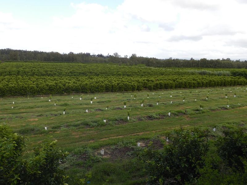 Sunland - 6.99 ha Citrus - Farm for sale - 2 Houses - Photo 9