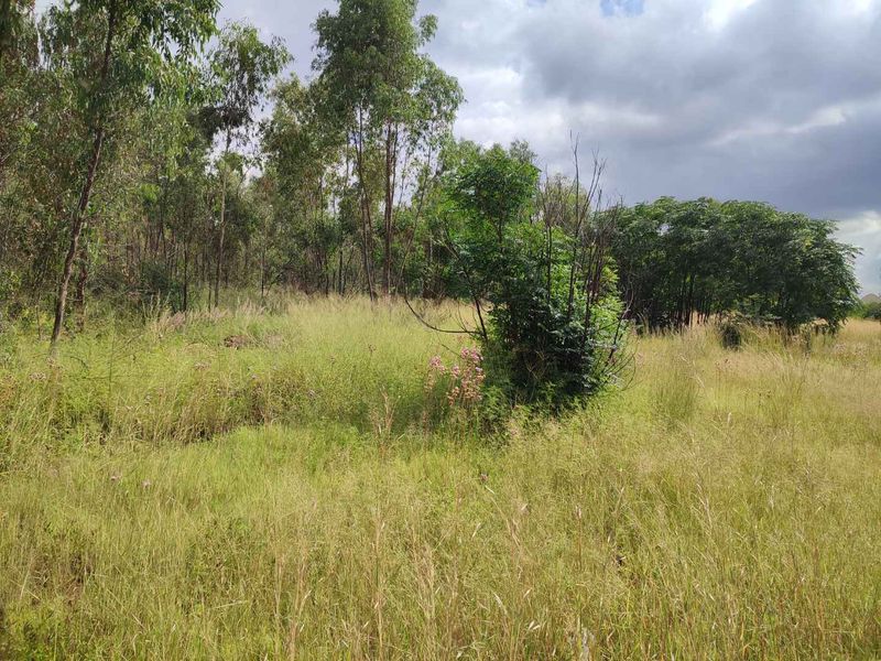 Eldoraigne - large stand for sale next to an eldo estate - Photo 4
