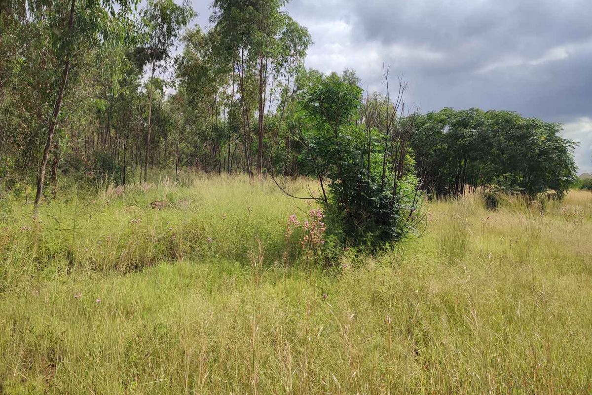 Eldoraigne - large stand for sale next to an eldo estate - Photo 4