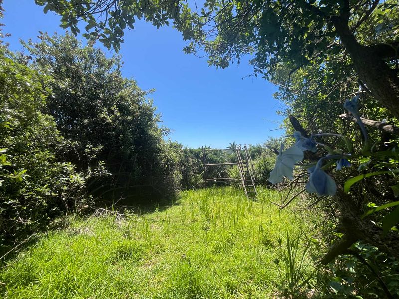 A view of a natural, overgrown residential garden plot featuring mature trees and a wooden ladder structure.