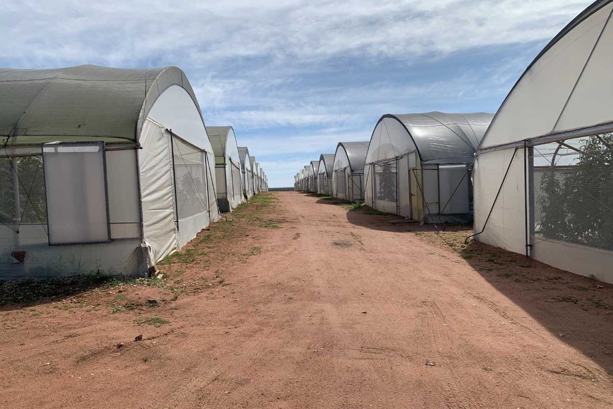 Established fresh produce plot - Photo 4