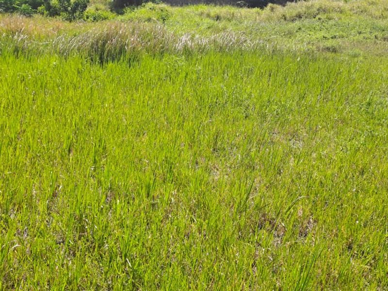 Vacant Residential Land – Birdswood, Richards Bay - Photo 9