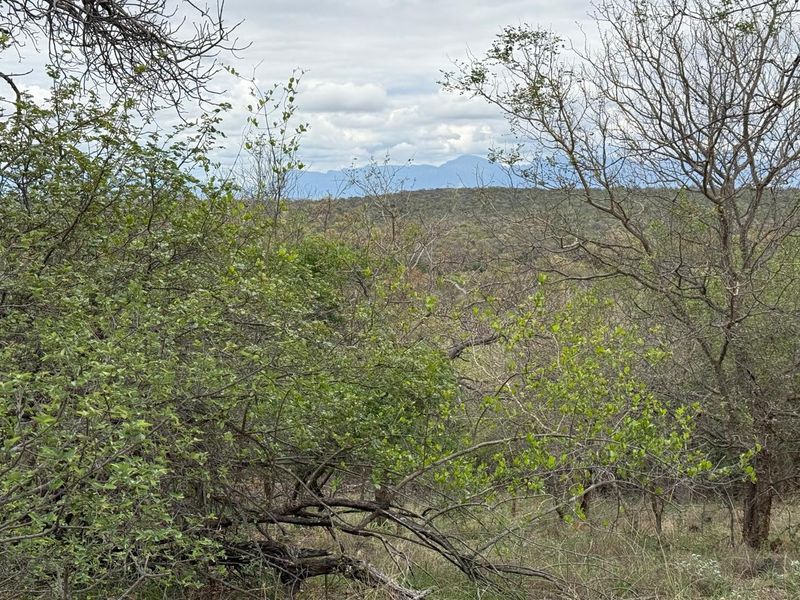 A scenic view of the natural landscape featuring indigenous trees and distant mountain ranges, showcasing the property's tranquil surroundings.