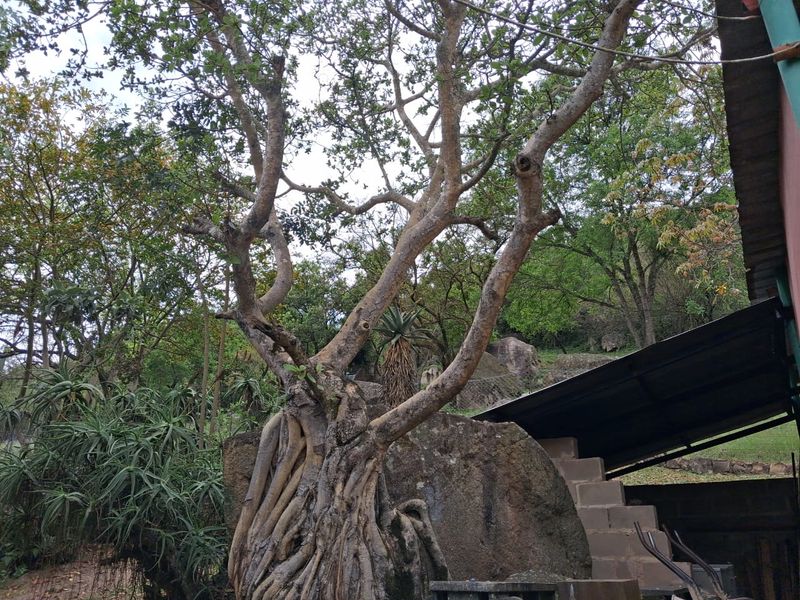 A natural garden setting featuring mature trees, large rock formations, and indigenous aloe plants, with concrete steps leading to a covered outdoor area.