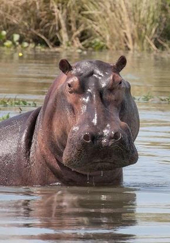 Hippo in Lake 1