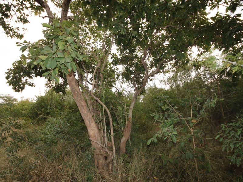 Vacant Land in MODITLO NATURE RESERVE - Photo 2