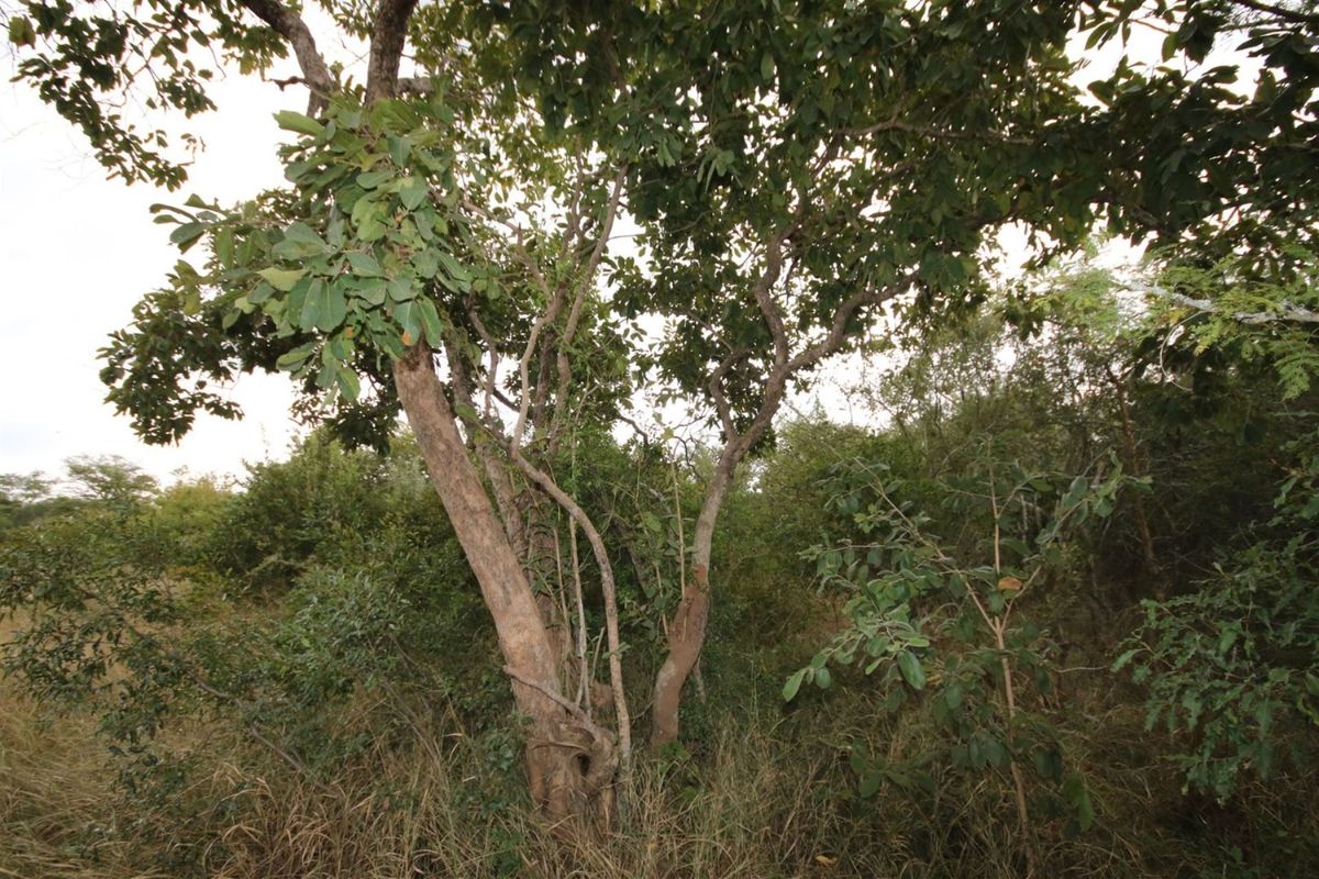 Vacant Land in MODITLO NATURE RESERVE - Photo 2