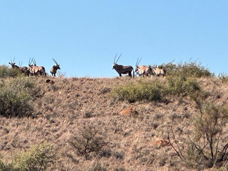 Kalahari LODGE and GAME FARM - Photo 9