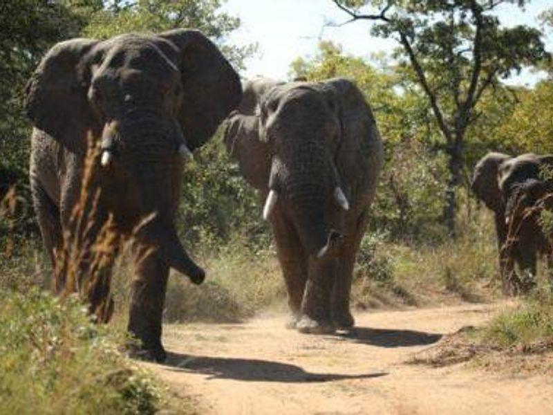 MODJAJI AT MABULA!  BIG FIVE COUNTRY! - Photo 6