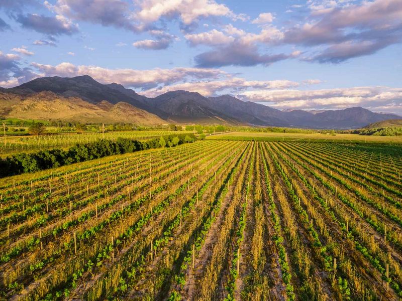 An expansive aerial view of a well-maintained agricultural vineyard featuring structured vine rows, irrigation infrastructure, and scenic mountain vistas in the background.