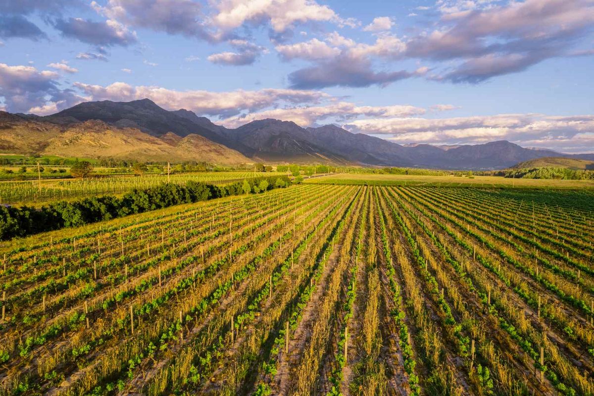An expansive aerial view of a well-maintained agricultural vineyard featuring structured vine rows, irrigation infrastructure, and scenic mountain vistas in the background.