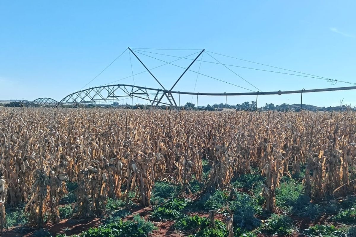 IRRIGATION FARM. 20 BORHOLES. SEVEN IRRIGATION TOWERS. CATTLE FARM - Photo 2