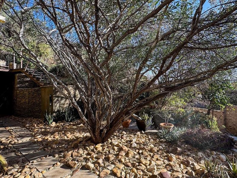 A landscaped garden area featuring a stone pathway, mature tree, and stone-covered ground, providing a natural outdoor setting.