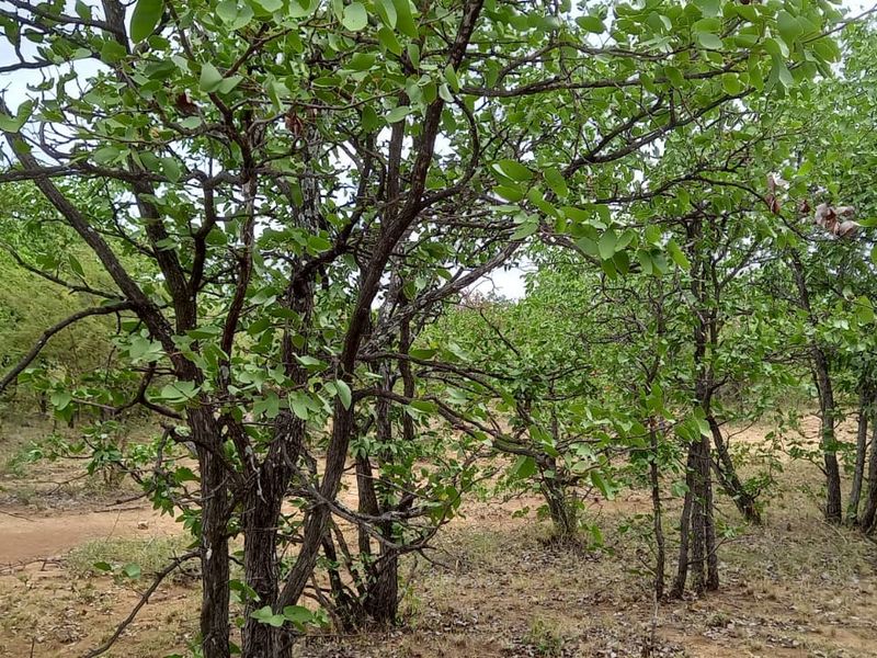 A view of the vacant residential land featuring established indigenous trees and natural ground cover.