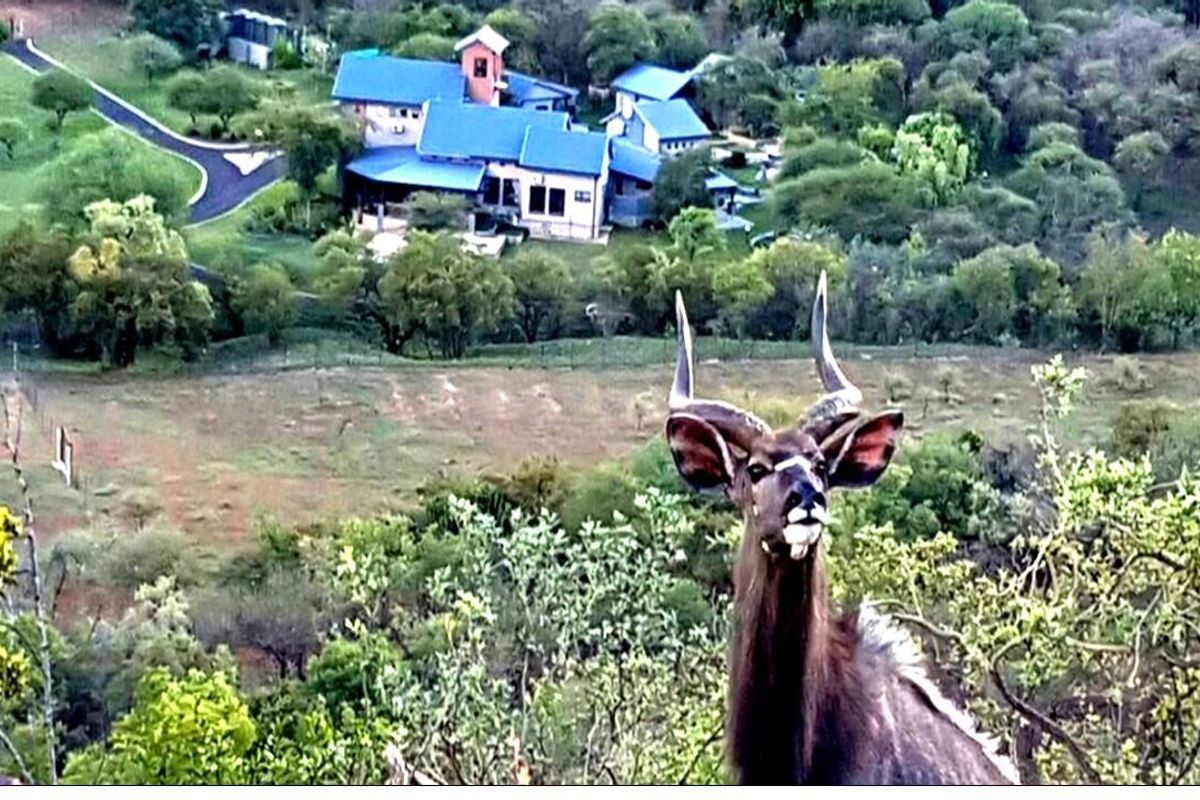 An elevated aerial view of the property grounds featuring a large residential building with a blue roof, surrounded by natural bushveld and wildlife.