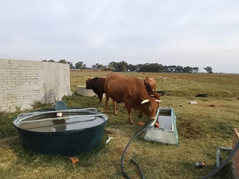 TOTALY OFF GRIDD SMALL FARM. RENTAL INCOME.  ENDLESS POTENTIAL. - Photo 6