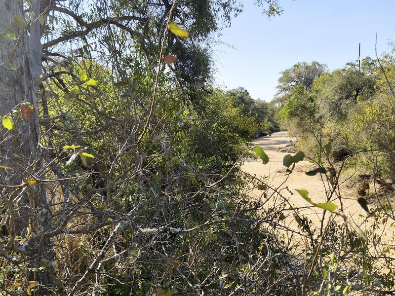 A view of the natural landscape featuring native trees and sandy terrain on the vacant residential property.