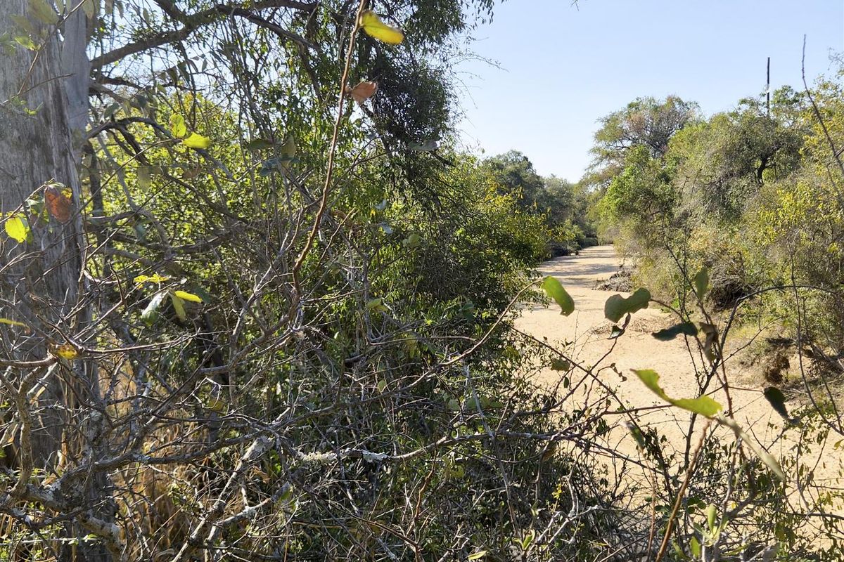 A view of the natural landscape featuring native trees and sandy terrain on the vacant residential property.