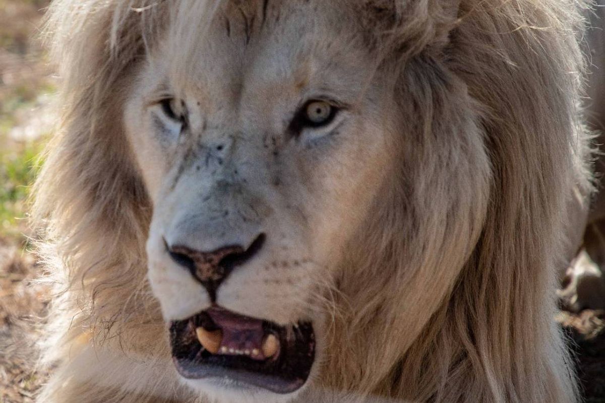 A close-up photograph of a white lion, likely captured on the farm property.