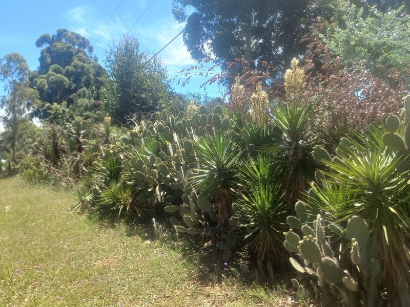 Build Your Dream Home/Business on Expansive Land in Walkerville - Photo 6