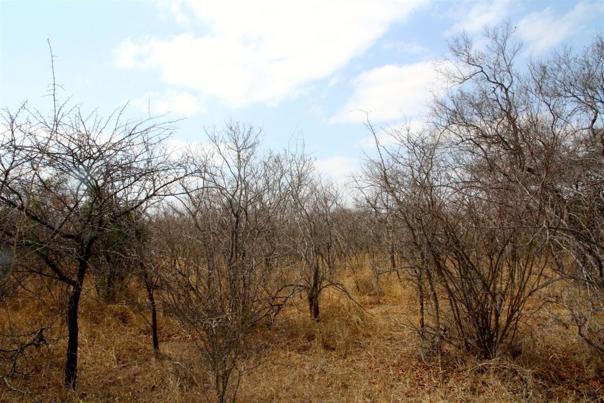 Vacant Land in MODITLO NATURE RESERVE - Photo 2