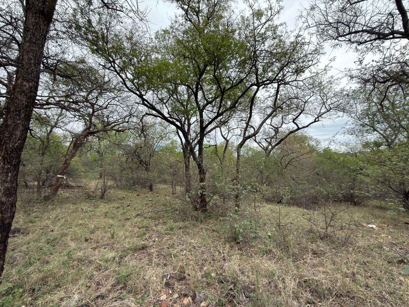A view of a vacant residential plot featuring mature trees and natural bushveld vegetation.