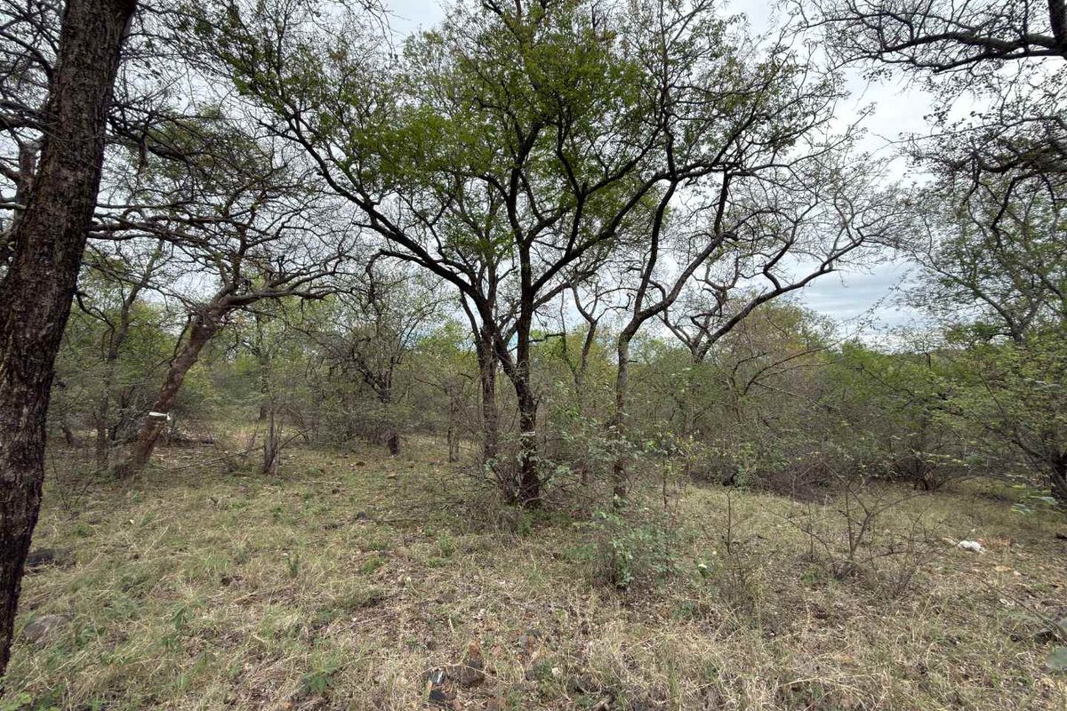 A view of a vacant residential plot featuring mature trees and natural bushveld vegetation.