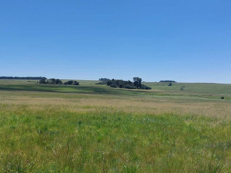 600ha Multi-Income Farm & Lifestyle Estate – Belfast / Dullstroom Area - Photo 7