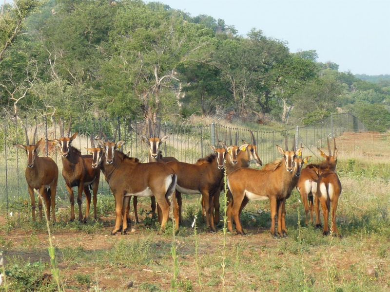 Top Game Breeding Farm for Sale - Photo 4