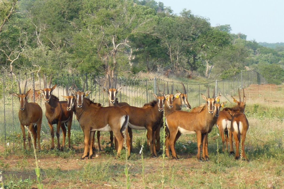 Top Game Breeding Farm for Sale - Photo 4