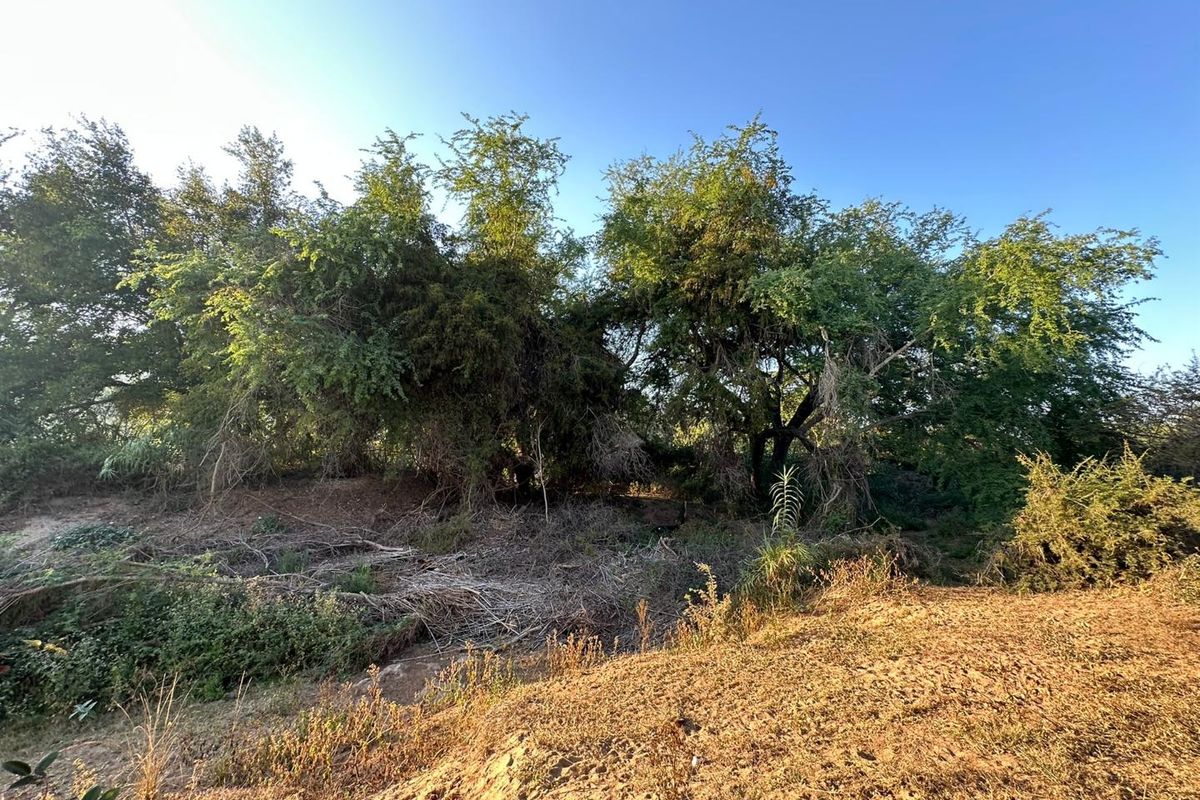 A view of the natural landscape featuring mature trees and wild vegetation on the residential vacant land plot.
