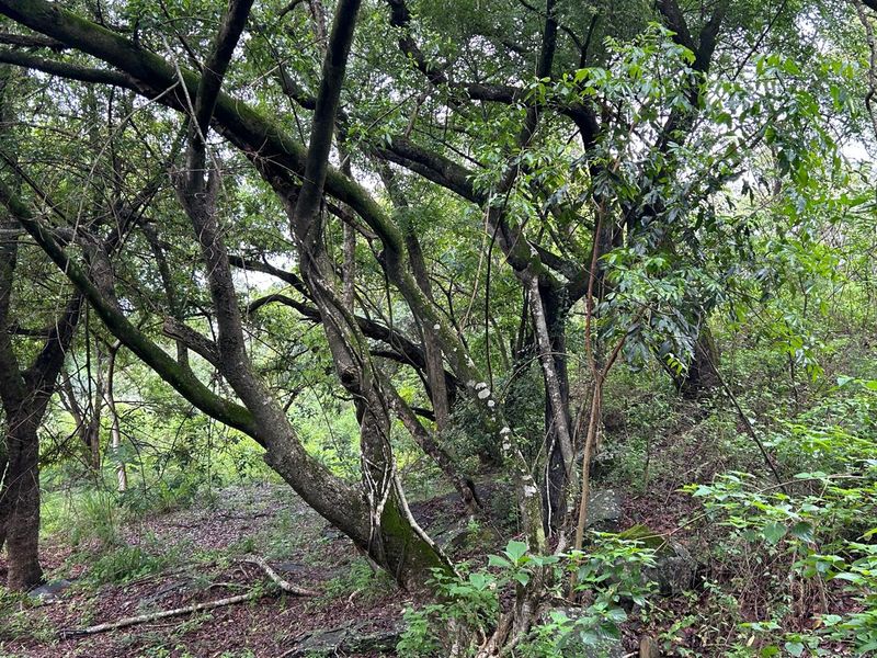 Exclusive Mandate: Stunning Prime Farm with Idyllic River Frontage Just a Stone's Throw from Tzaneen - Photo 4