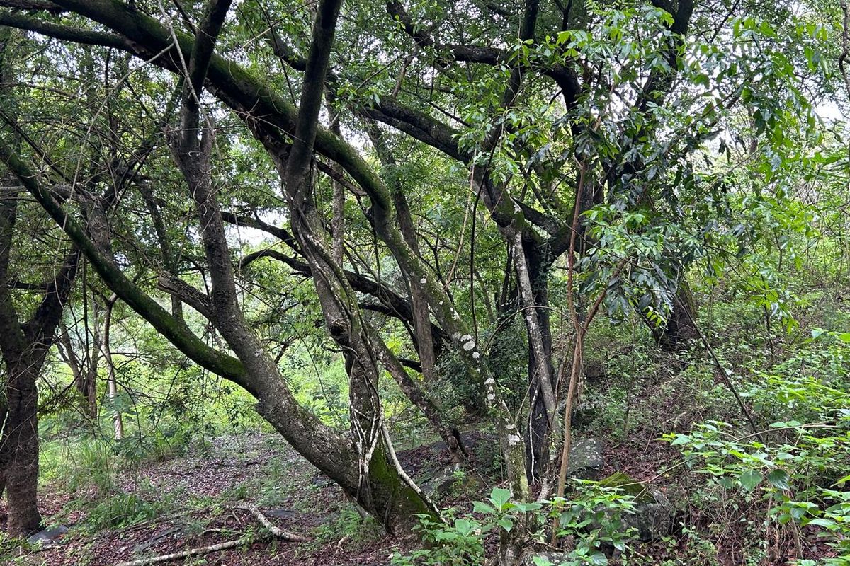 Exclusive Mandate: Stunning Prime Farm with Idyllic River Frontage Just a Stone's Throw from Tzaneen - Photo 4