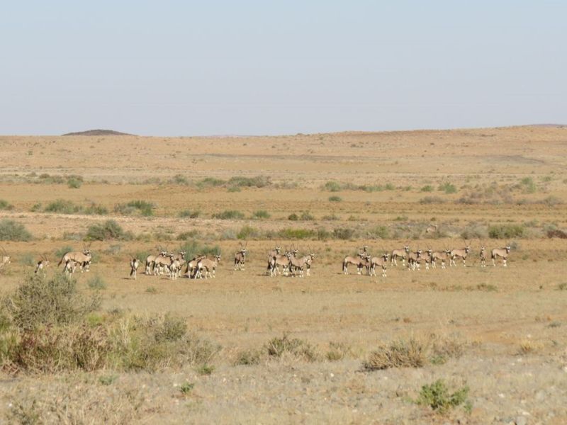 FOR SALE : FULLY EQUIPPED 27,000 HA FARM WITH BOREHOLES, DAMS & WILDLIFE - Photo 9