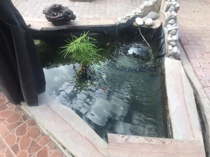 A small built-in garden pond feature with stone coping and integrated water fountain, set within a paved outdoor area.