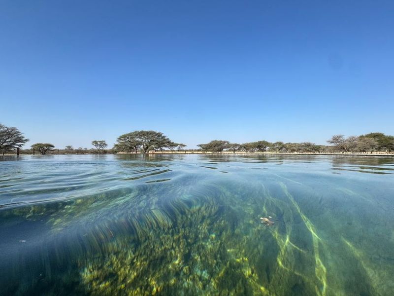 A clear, natural-style swimming pool set within a vast farm landscape, offering expansive views of the surrounding trees and open sky.