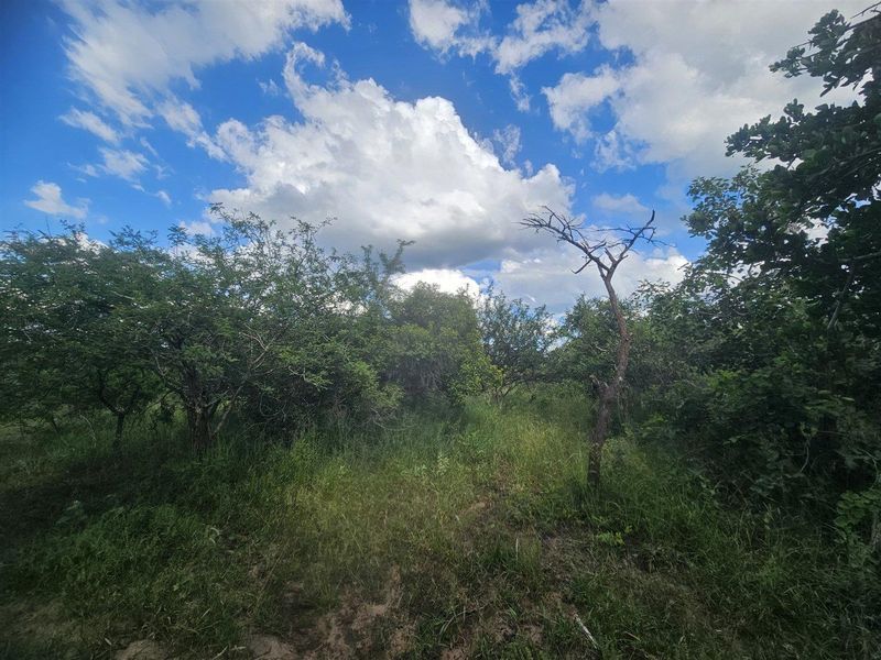 Riverfront stand on Moditlo Wildlife Estate - Photo 3